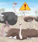 sobrevivir a un ataque de avestruz