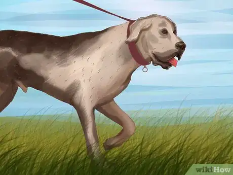Imagen titulada Identify a Great Dane Step 11