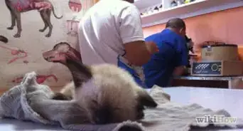 quitar la orina de gato de pisos de madera