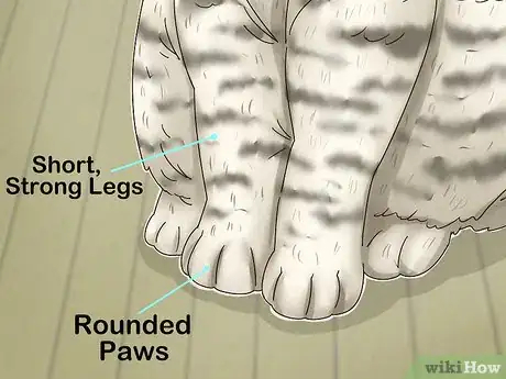 Imagen titulada Identify a British Shorthair Cat Step 3