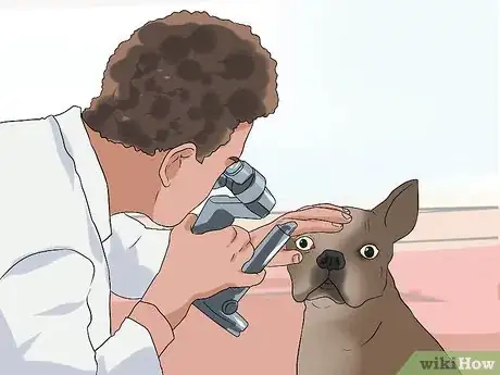 Imagen titulada Treat Eye Problems in Boston Terriers Step 7