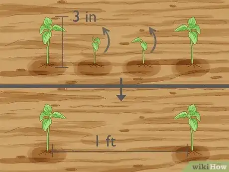 Imagen titulada Plant Sunflower Seeds Step 13