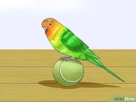 Imagen titulada Train Your Budgie Step 6