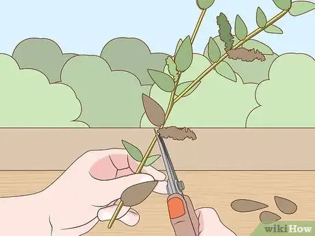 Imagen titulada Preserve Eucalyptus Step 3