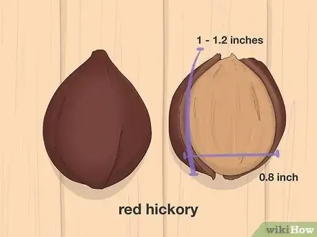 Imagen titulada Identify Hickory Nuts Step 11