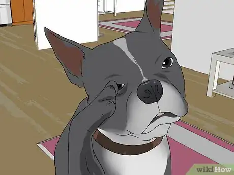 Imagen titulada Treat Eye Problems in Boston Terriers Step 2