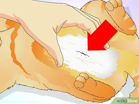 Imagen titulada Tell if a Cat Is Spayed Step 2