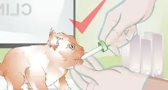 salvar a un gatito moribundo
