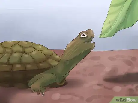 Imagen titulada Make a Turtle Trap Step 14