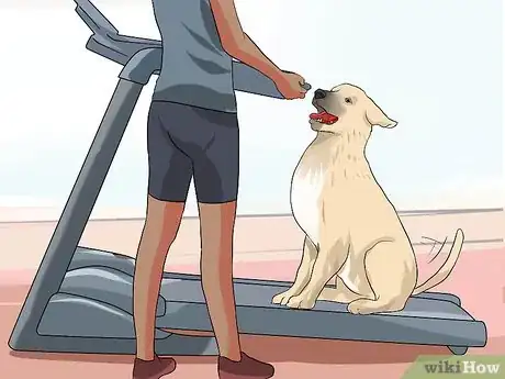 Imagen titulada Get a Dog to Use a Treadmill Step 6