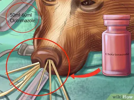 Imagen titulada Treat Aspergillosis in Dogs Step 8