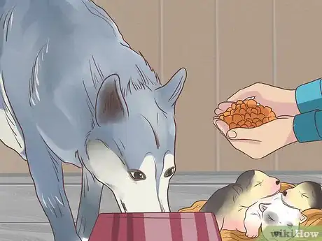 Imagen titulada Feed a Pregnant Dog Shortly Before Labor Step 8