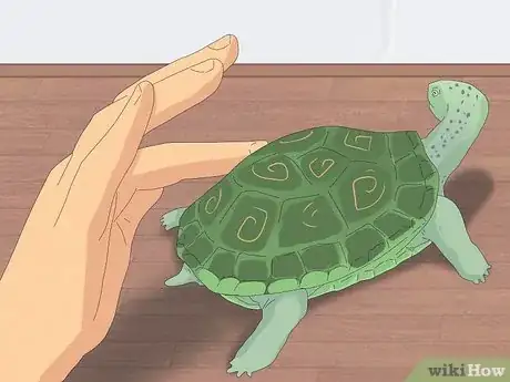Imagen titulada Pet a Turtle Step 8