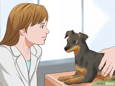 Imagen titulada Care for a Miniature Pinscher Step 19