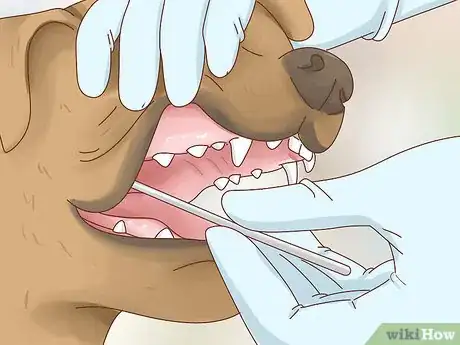 Imagen titulada Breed Pit Bulls Step 4