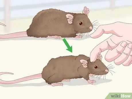 Imagen titulada Spot Signs of Illness in Rats Step 10