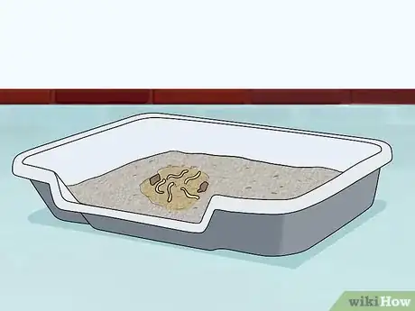 Imagen titulada Identify Cat Stool Problems Step 2