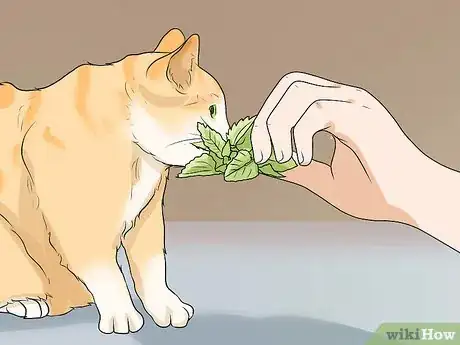 Imagen titulada Calm a Cat in Heat Step 4
