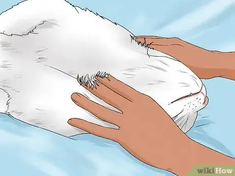 Imagen titulada Give Your Cat a Massage Step 1