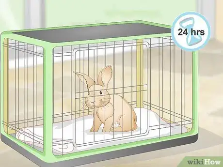 Imagen titulada Determine Whether to Have Your Rabbit Neutered Step 8
