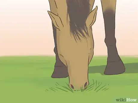 Imagen titulada Get a Horse Fit Step 17