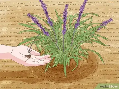 Imagen titulada Grow Monkey Grass from Seed Step 1