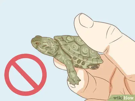 Imagen titulada Look After Terrapins Step 5