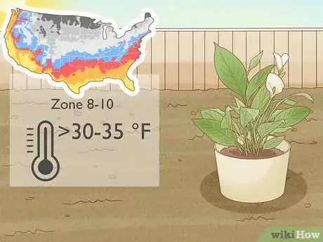 Imagen titulada Winterize Calla Lily Bulbs Step 10