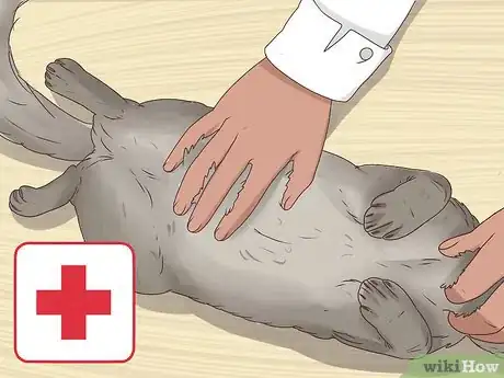 Imagen titulada Help a Cat Cough Up a Hairball Step 11