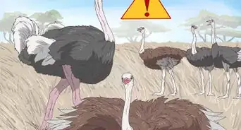 sobrevivir a un ataque de avestruz