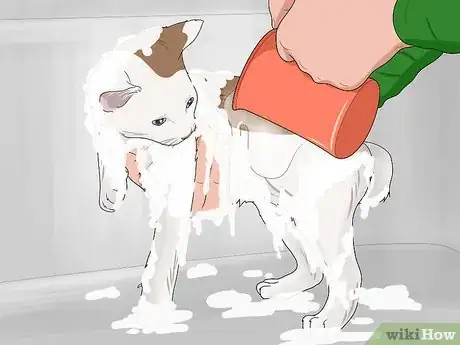Imagen titulada Bathe a Kitten Step 13