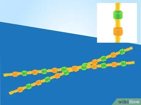Imagen titulada Make a Model of DNA Using Common Materials Step 11