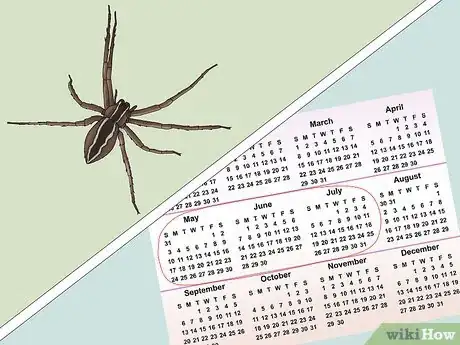 Imagen titulada Identify a Nursery Web Spider Step 11