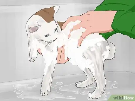 Imagen titulada Bathe a Kitten Step 12