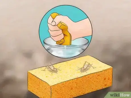 Imagen titulada Care for Live Crickets for Reptiles Step 9