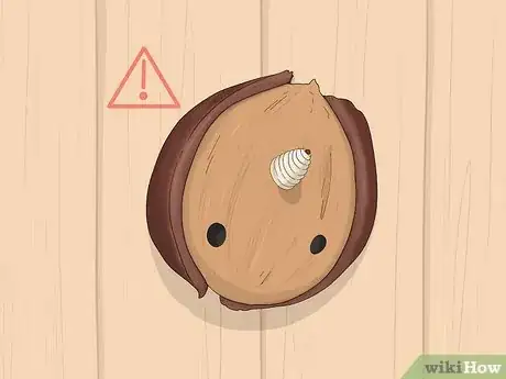 Imagen titulada Identify Hickory Nuts Step 16