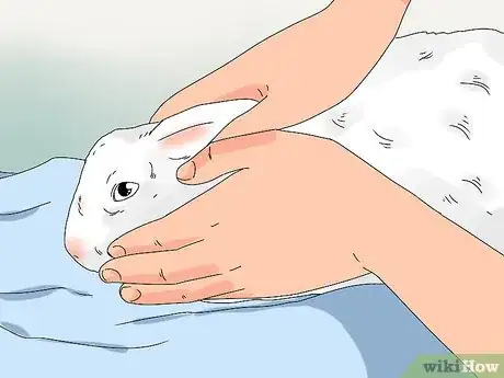 Imagen titulada Tell if Your Rabbit Has Weepy Eye Step 2