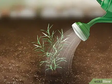 Imagen titulada Grow Moss Rose Step 16