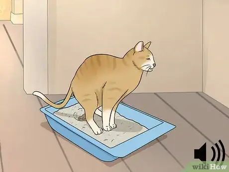 Imagen titulada Identify Cat Stool Problems Step 1