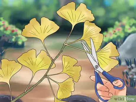 Imagen titulada Take Ginkgo Biloba Step 12