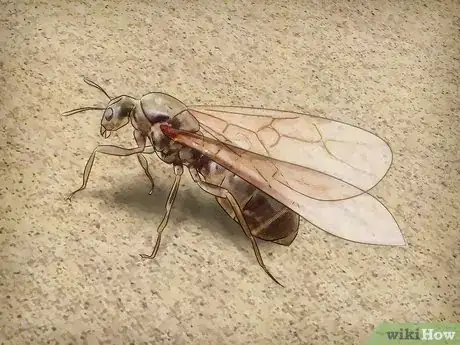Imagen titulada Identify a Queen Ant Step 2