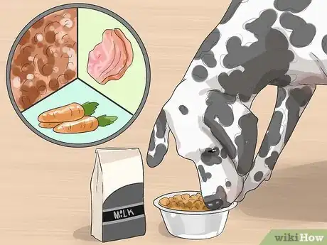 Imagen titulada Care for a Dalmatian Step 1