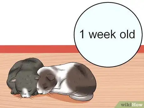 Imagen titulada Care for a Stray Kitten Step 2