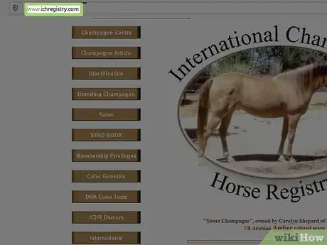 Imagen titulada Research a Horse's Bloodline Step 7
