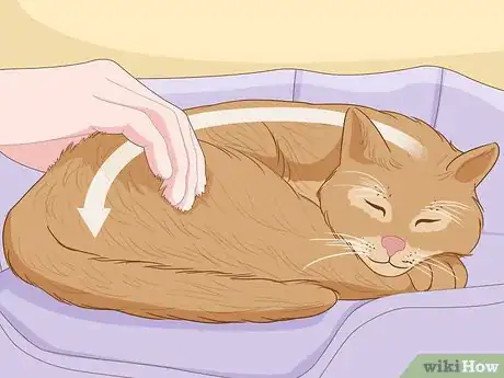 Imagen titulada Pet a Cat Step 5