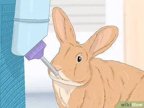 Imagen titulada Treat Diarrhea in Rabbits Step 4