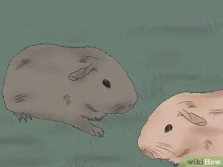 Imagen titulada Safely Transport Your Guinea Pigs in the Car Step 7