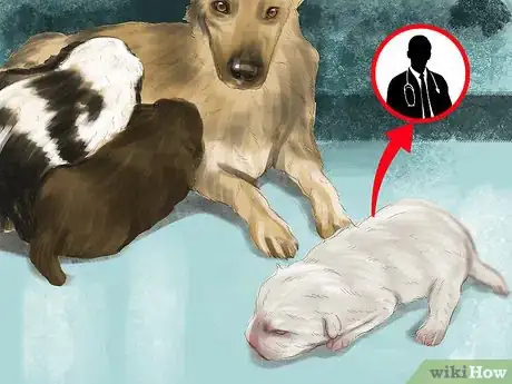 Imagen titulada Spot Health Problems in Newborn Puppies Step 2