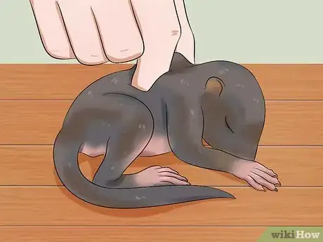 Imagen titulada Raise a Baby Squirrel Step 10