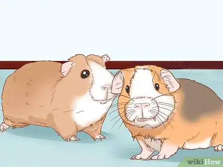 Imagen titulada Help Your Guinea Pig Adjust to You Step 13